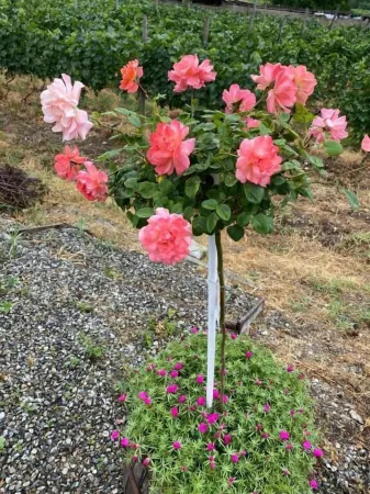 Park Hotel Tsinandali Estate Отели в г. Кизискхеви