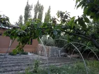 Mountain view with big garden and beautiful view of apricots  cherry, treesand .