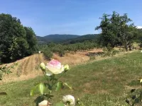Oasis of calm in the cherry blossom valley