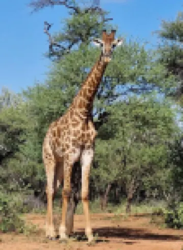 Phakela Private Lodge