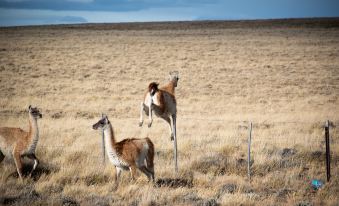 Paraiso Patagonico Bungalows and Apart