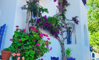 Pelagos Studios