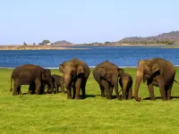 Nature Resort - Yala Safari Hotel Hotels in Debarawewa