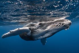 RURUTU - Are Itimaana Fare