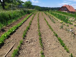 Tourist Farm Strle with Great Local Food