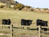 Ravens Croft Hotels in Bodmin