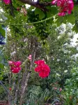 Pear Tree Inn Hotels near Wildvibes Ooty