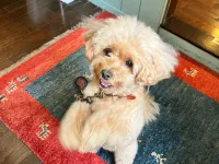 Guest House Mominoki - Pet friendly
