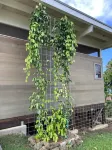 Love Kona Farm Life in nature - Lychee Hale