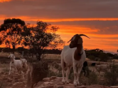 Katz Retreat, interactive farm stay Hotels in Orroroo