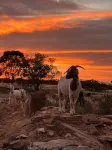 Katz Retreat, interactive farm stay Hotels in Orroroo