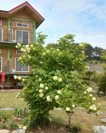 Daegwanryeong Genie House Отели рядом с достопримечательностью «MonaYongPyong - Ski Resort»