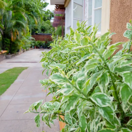 Centrally Located Guest Apartments
