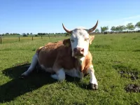 Quiet, large vacation apartment with 92 m2 for rent Hotel a Carpin