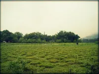 Elephant Route Resort Hotels in Thekkady