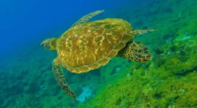 海洋風情渡假旅館