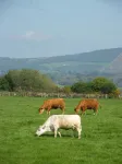 Riverfield Bed and Breakfast Hotel a Avoca