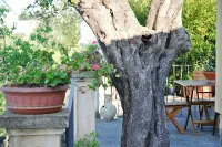"Terrace on the Archaeological Park"