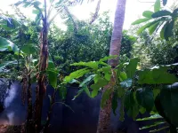 View on Le Morne mountain and Ile aux Benitiers  호텔