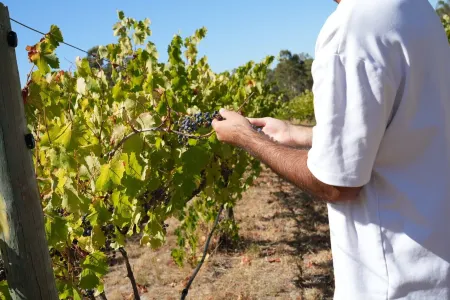 McLaren Vale Studio Apartments
