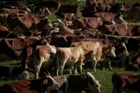 Cozy URIA vacation apartment in Balingen Ostdorf