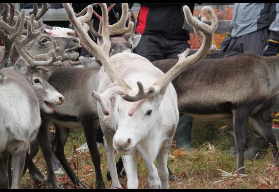 Peace & Quiet Hotel in Jokkmokk Sweden Luxury Suite with Lake View