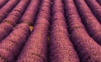 Les Terrasses de Valensole