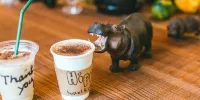 Hippo Hostel and Cafe Bar