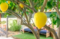 Roaz de Bandeira Guesthouse