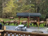 Private Rustic A-Frame in the Heart of Elk Country