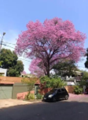 Taguato B&B 04- Asunción