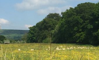 a lush green field with a herd of sheep grazing on the grass , surrounded by trees at Shellow Lane Lodges