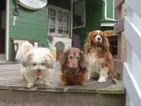 Sundeck, an inn where you can stay with your pet