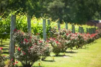Blue Jay Cottage - Pittsburg Studio on Winery! Hotels in Camp County