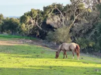 Pool, Hot Tub, Bar, GameRoom & Gym-Wine Country Oasis near Paso, Fair, WaterPark Hotels in Templeton