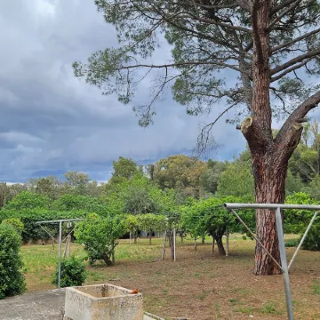 La Pineta