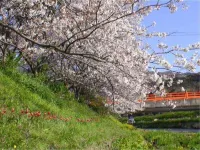 Pension Kawazunosato with Cats