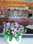 Villa Hotel Del Sole - bar