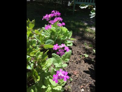 庭 プチホテル＆レストラン オールドエイジの写真