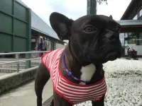 老神溫泉　天然湯　見晴莊