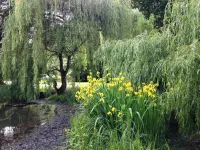 Gîte La Hunaudaye - Domaine du Bois Riou - swimming pool- Dinan-Dinard-Saint Malo