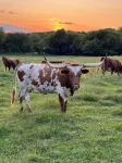 Farm house without the work. Enjoy the fresh air and the star gazing at night.