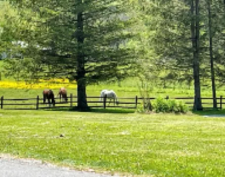 Charming historic cottage on scenic road to Mt. Greylock