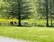 Charming historic cottage on scenic road to Mt. Greylock