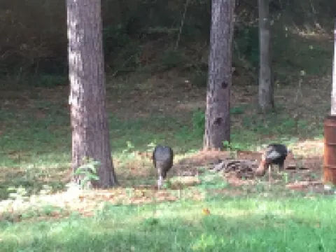 Perfect Gameday House For Auburn Football Games!