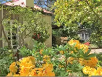 Adelaide Hills Camellia Cottage Wifi Hotels in Crafers