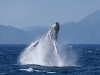 AZ Hotel Amami Island Hotels in Amami