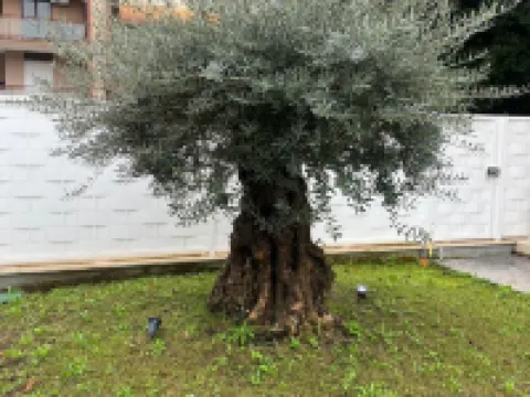 GREY HOUSE SRLS Hoteles en Latina