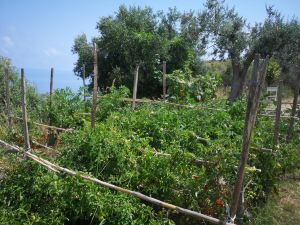 Villa NiccolÃ² with Stunning Sea View Terrace and Swimming Pool