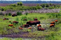 Micanopy Inn Hotels in McIntosh